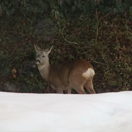 Ponholz 아파트 하르트 임 칠레르탈